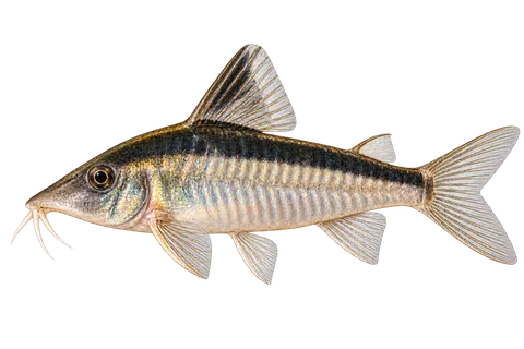 Corydoras narcissus完整左向侧面AI示意图