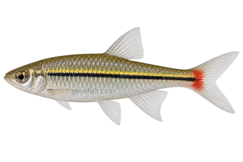 Blackline rasbora — left-facing AI-generated natural-coloured adult male, not a photograph
