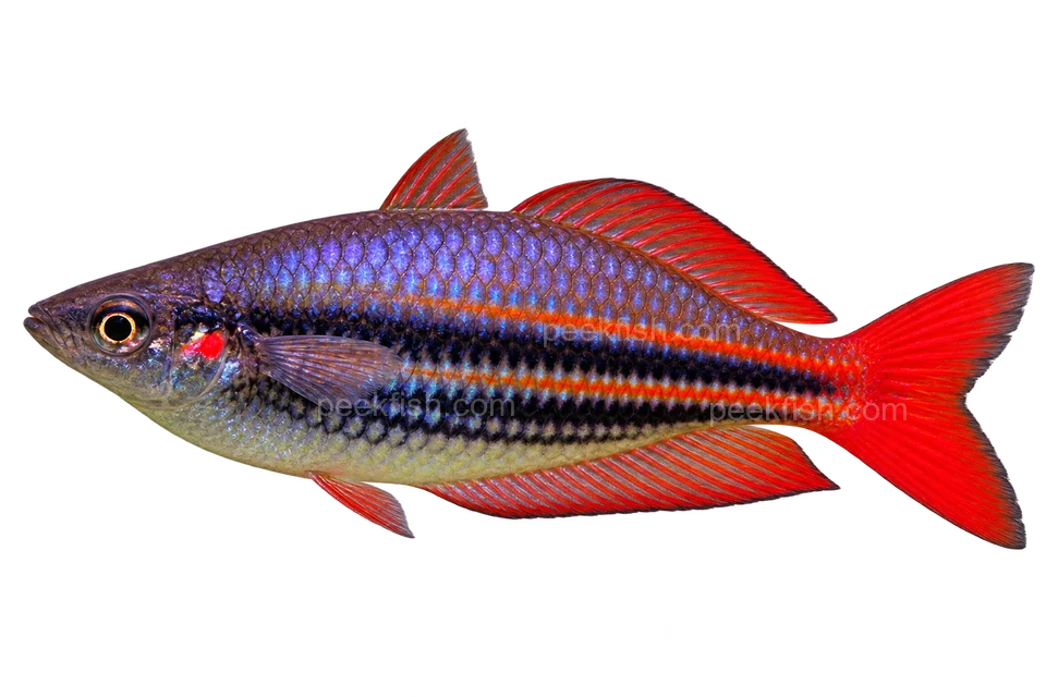 AI illustration of Melanotaenia australis, complete left-facing side view
