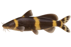 亚洲蜂纹鲶（Pseudomystus siamensis）自然型成体左向侧面AI示意图