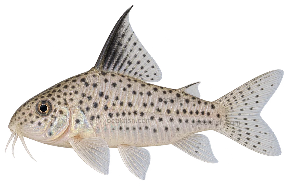 AI illustration of Hoplisoma armatum, complete left-facing side view