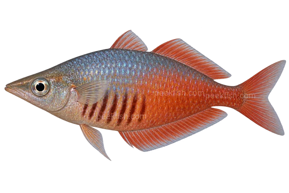 Chilatherina sentaniensis 成体雄鱼完整左向侧面AI示意图（red aquarium population; wild locality unknown）