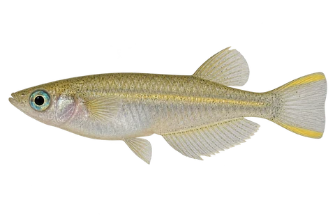 Javanese ricefish, natural adult male with yellow tail bands, left-facing AI illustration
