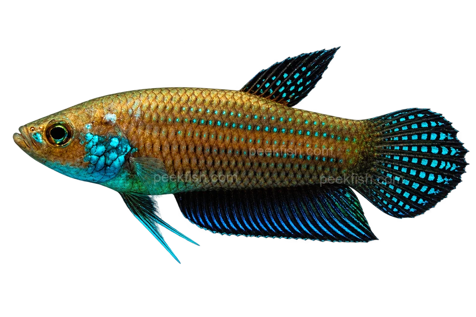 Betta stigmosa完整左向侧面AI示意图
