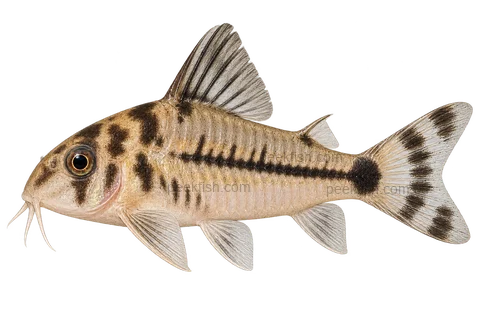 AI illustration of Hoplisoma boesemani, complete left-facing side view