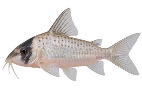 AI illustration of Brochis sychri, complete left-facing side view