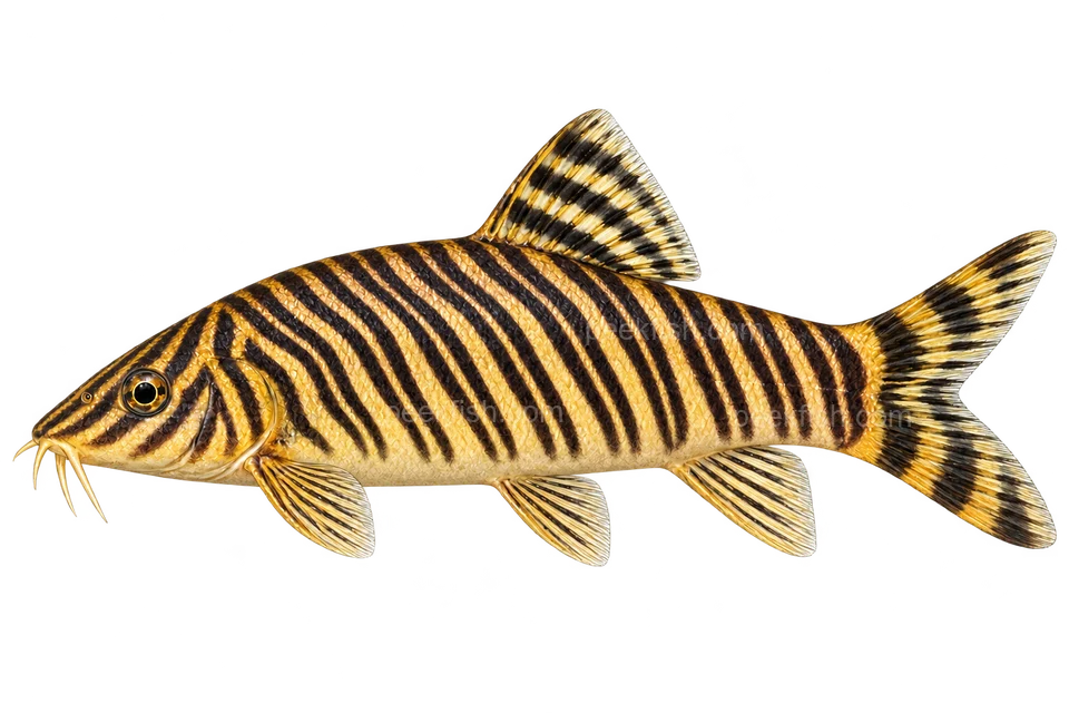 Botia striata — left-facing adult AI illustration, not a photograph