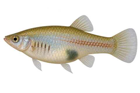 Xiphophorus andersi 成年雌鱼左向AI示意图,银金体色、前腹短暗纹和后腹深斑。