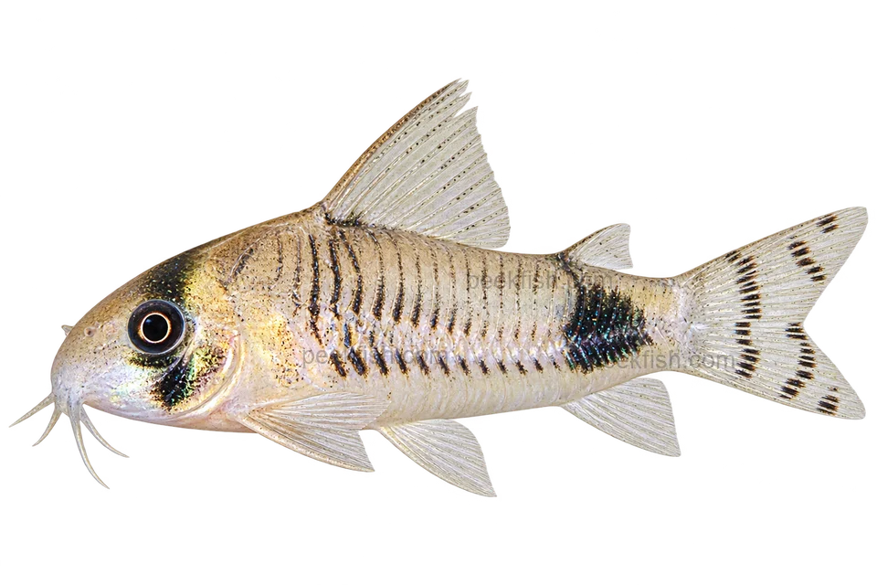 Hoplisoma ortegai left-facing AI illustration