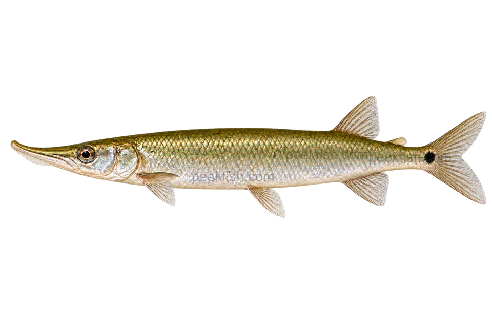 Gar characin — left-facing adult, AI-generated illustration