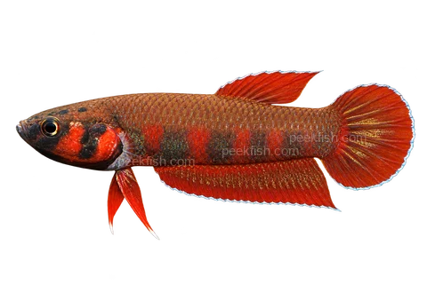 AI illustration of Betta rubra, complete left-facing side view