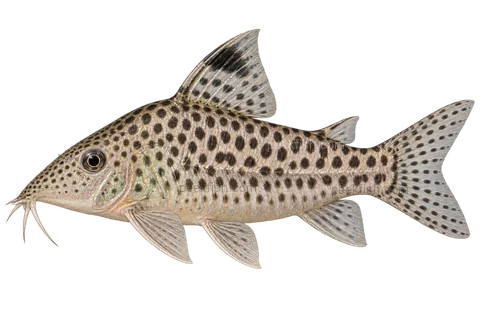 AI illustration of Brochis leopardus, complete left-facing side view