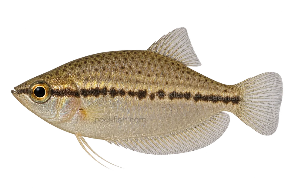 Parasphaerichthys lineatus完整左向侧面AI示意图