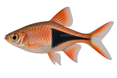 AI illustration of Trigonostigma heteromorpha