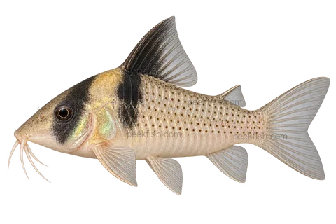 AI illustration of Brochis amandajanea, complete left-facing side view