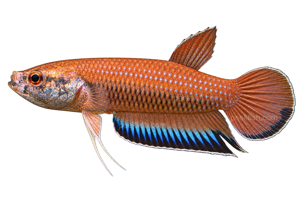 AI illustration of Betta falx, complete left-facing side view