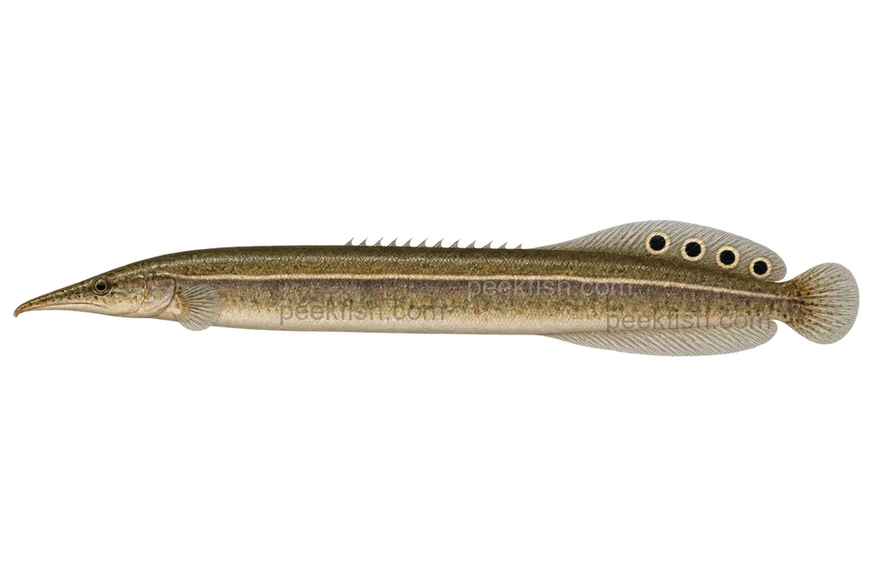 Peacock spiny eel, adult natural-colour left-facing AI illustration