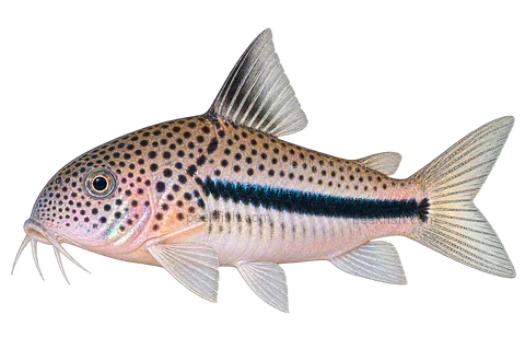Hoplisoma coppenamense left-facing AI illustration
