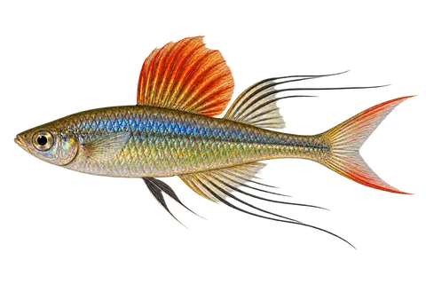 Iriatherina werneri — adult male AI side-view illustration
