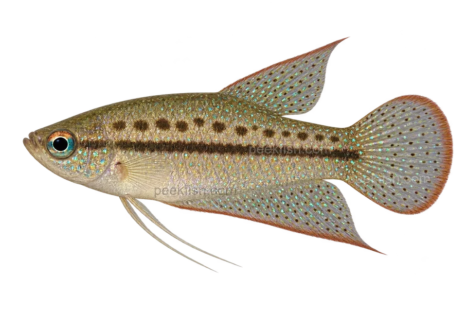 Sparkling gourami — natural-colour adult male; AI-generated left-facing side-view illustration