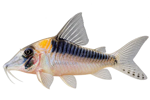 Corydoras serratus left-facing AI illustration