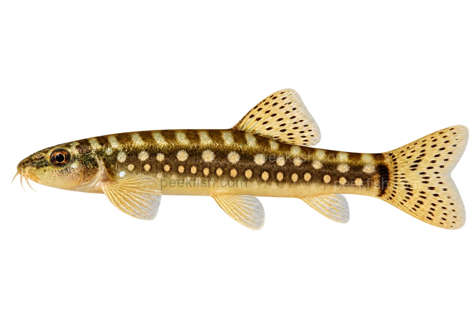 AI illustration of adult Mesonoemacheilus guentheri, complete left-facing lateral view