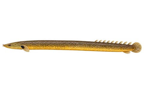 AI illustration of Erpetoichthys calabaricus, complete left-facing side view