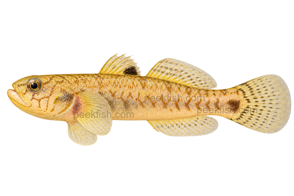 Mucus mugilogoby, adult of unspecified sex, left-facing AI illustration