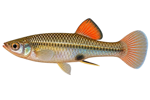 Brachyrhaphis roseni 成年雄鱼左向AI示意图，橙红背鳍、深色鳞缘和细长双色交接器。