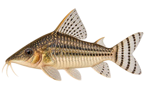 AI illustration of Brochis seussi, complete left-facing side view