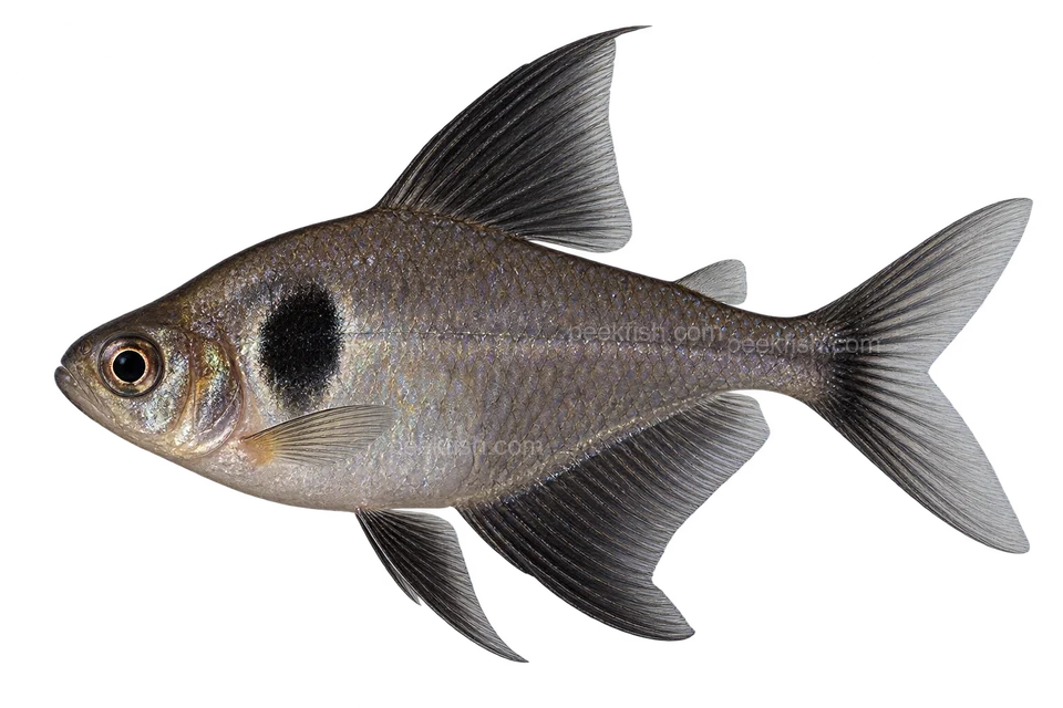 Black phantom tetra — AI-generated side-view illustration