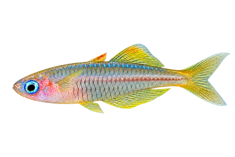 Pseudomugil ivantsoffi 自然型代表外观,朝左侧面AI示意图,非实拍。