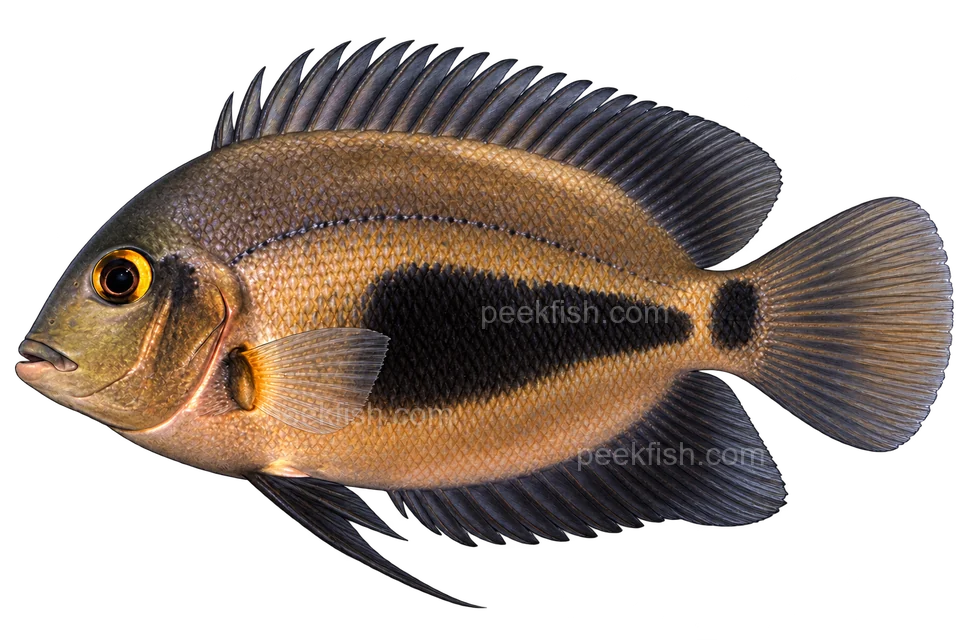 Uaru amphiacanthoides adult left-facing lateral illustration