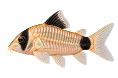 Panda Cory — AI-generated left-facing illustration