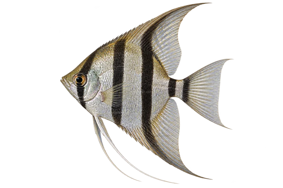 Freshwater angelfish, silver normal-fin form, sex unspecified, left-facing AI illustration