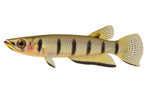 Epiplatys dageti, adult male AI side-view illustration facing left, pale-throated dageti representative