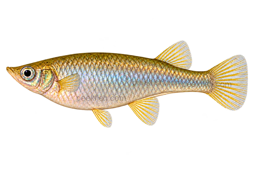 Alfaro cultratus 成年雌鱼左向AI示意图，银金体侧、靠后背鳍和臀鳍后腹棱。