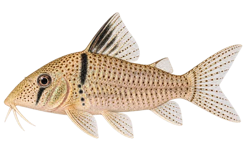 AI illustration of Corydoras pastazensis, complete left-facing side view