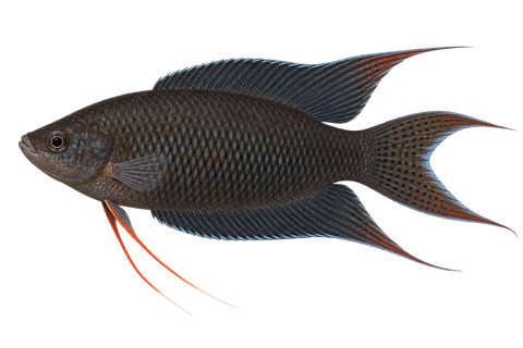 Macropodus spechti完整左向侧面AI示意图