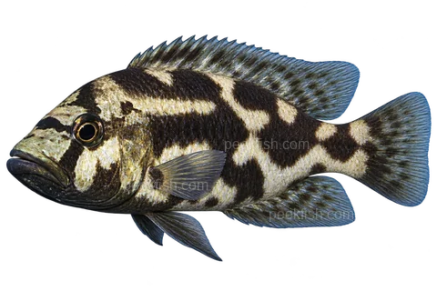 Nimbochromis livingstonii 成体朝左透明侧面示意图