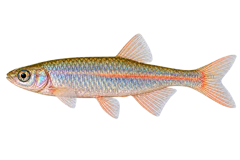 Pearl danio — left-facing AI-generated natural-coloured adult male, not a photograph