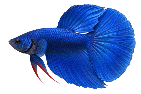 暹罗斗鱼 (Betta splendens) AI示意图