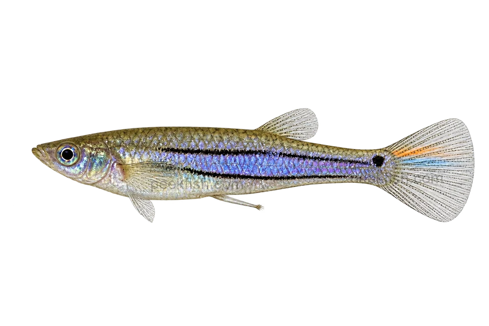 Left-facing adult male Poecilia parae AI illustration of the blue melanzona morph, blue-violet between two black lateral stripes.