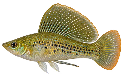 Poecilia velifera 自然绿色型成年雄鱼侧面AI示意图,高大帆状背鳍带珠点、绿金色体侧及普通圆尾;不以图示认证精确鳍条数。