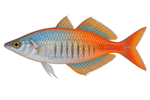 AI illustration of adult male Chilatherina bleheri, complete left-facing side view