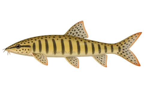 Syncrossus berdmorei; natural-colour representative adult-form intent, sex unspecified, left-facing lateral AI illustration, not a photograph; no specimen, exact-stage or expert identification is claimed.