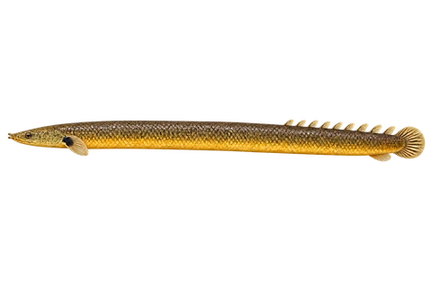 Erpetoichthys calabaricus完整左向侧面AI示意图