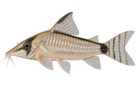 AI illustration of Corydoras simulatus, complete left-facing side view