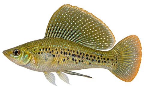 Yucatan molly — Adult male green natural-type Yucatan molly, large tall sail dorsal with pearl spots, green-gold sides, ordinary rounded caudal, restrained dark lower caudal edge; no balloon/lyretail, no exact ray-count certification.; AI-generated side-v