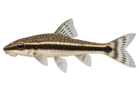 AI illustration of adult Otocinclus vittatus in left-facing side view; not a photograph.